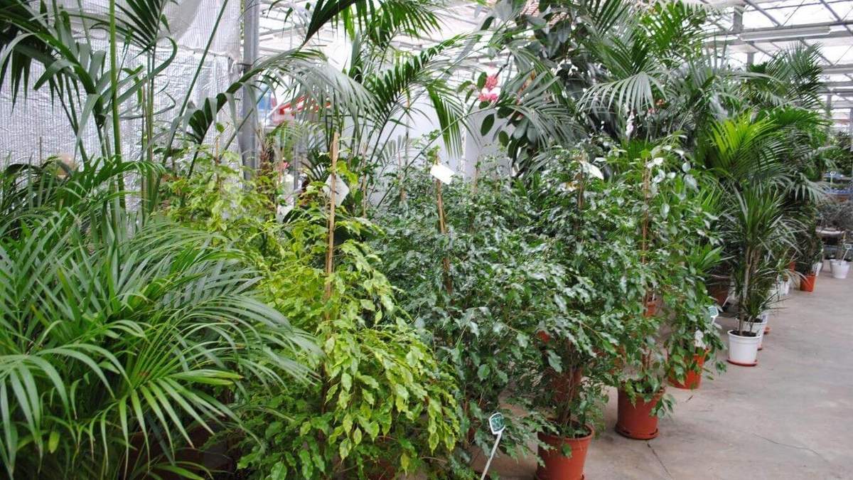 Комнатные растения в квартире – каталог: растения в спальню Комнатные растения в квартире – каталог: растения в спальню